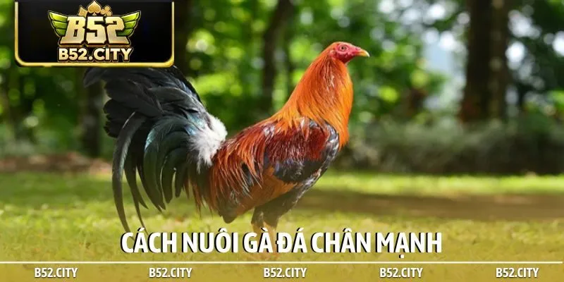 Cách nuôi gà đá chân mạnh