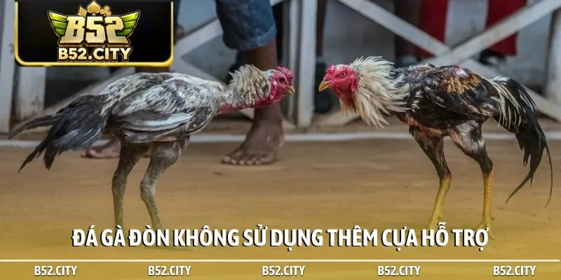 Đá gà đòn không sử dụng thêm cựa hỗ trợ