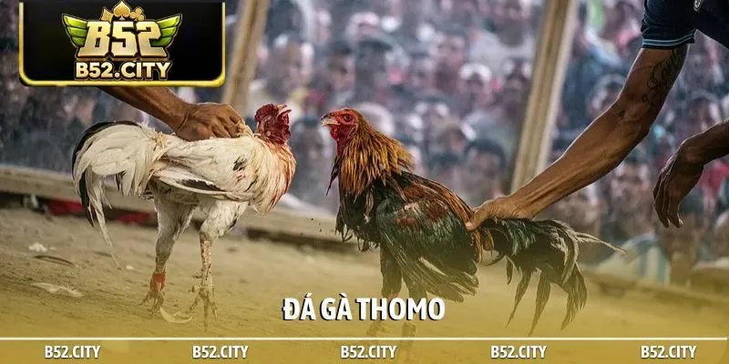 Đá gà Thomo